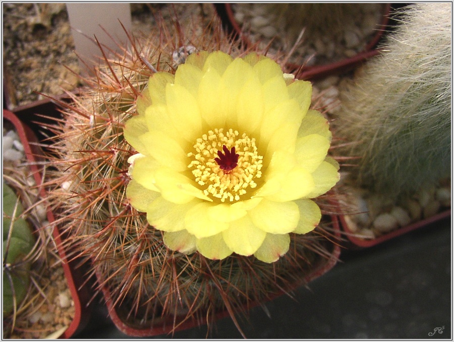 Notocactus apricus 1.jpg